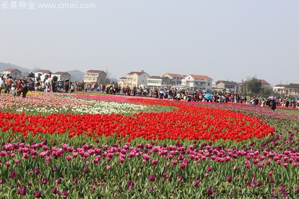 郁金香開(kāi)花圖片