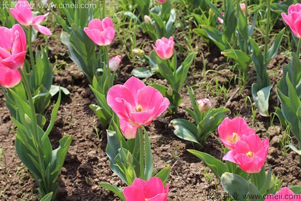 郁金香開(kāi)花圖片