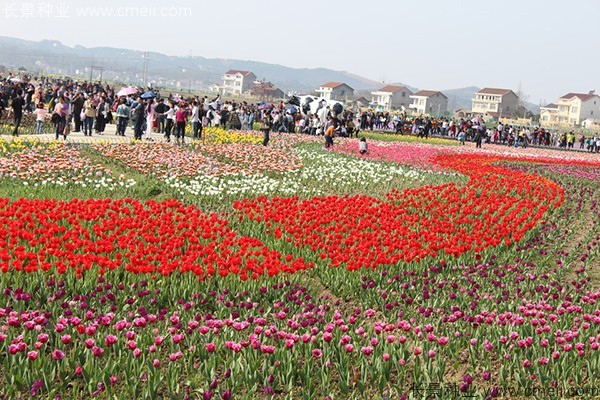 郁金香開(kāi)花圖片