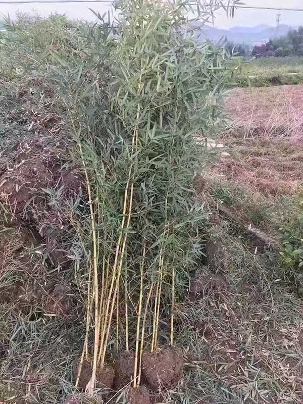 青竹苗竹子園林植物