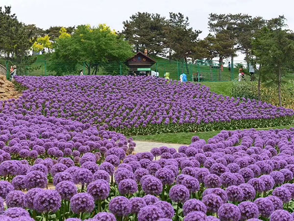 大花蔥開花花海景觀