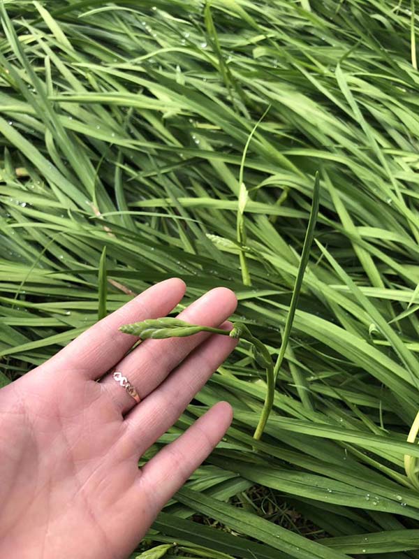 花卉植物香雪蘭種苗