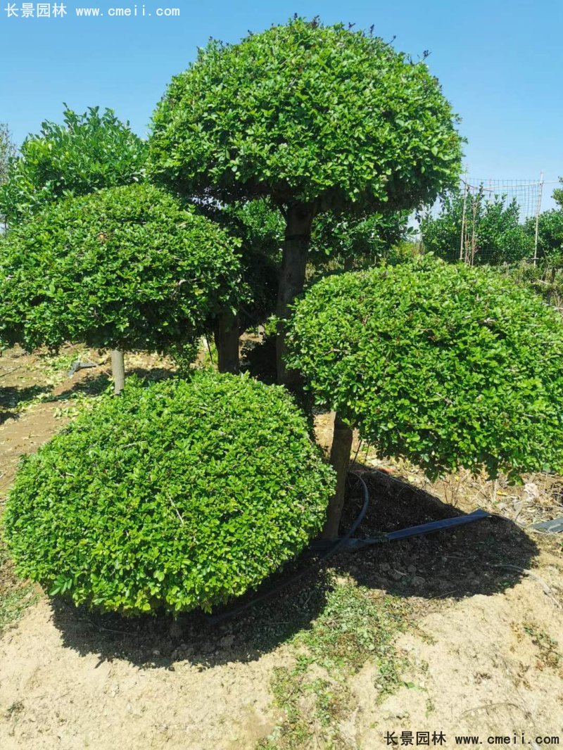 對節(jié)白蠟造型盆景地景