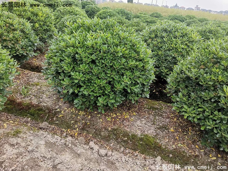 海桐球苗圃批發(fā)種植基地長景園林