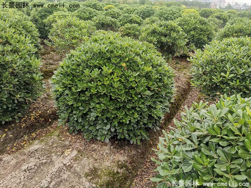 海桐球苗圃批發(fā)種植基地長景園林