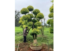 亮晶女貞造型樹(shù)