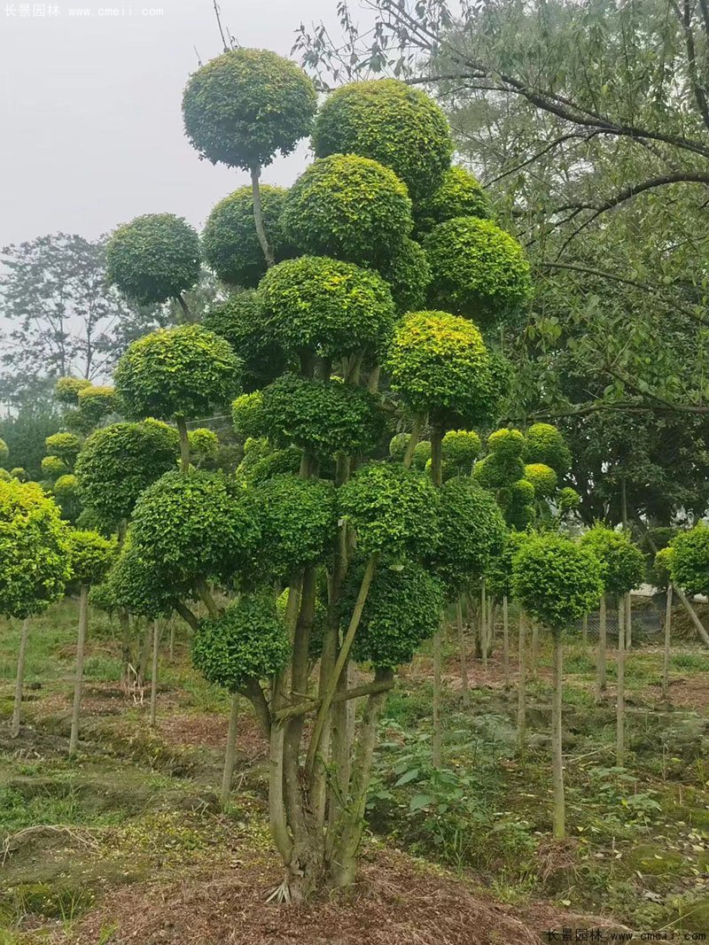 亮晶女貞造型樹(shù)庭院樹(shù)金色高檔高貴苗木