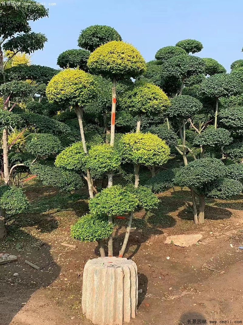 亮晶女貞造型樹(shù)庭院樹(shù)金色高檔高貴苗木