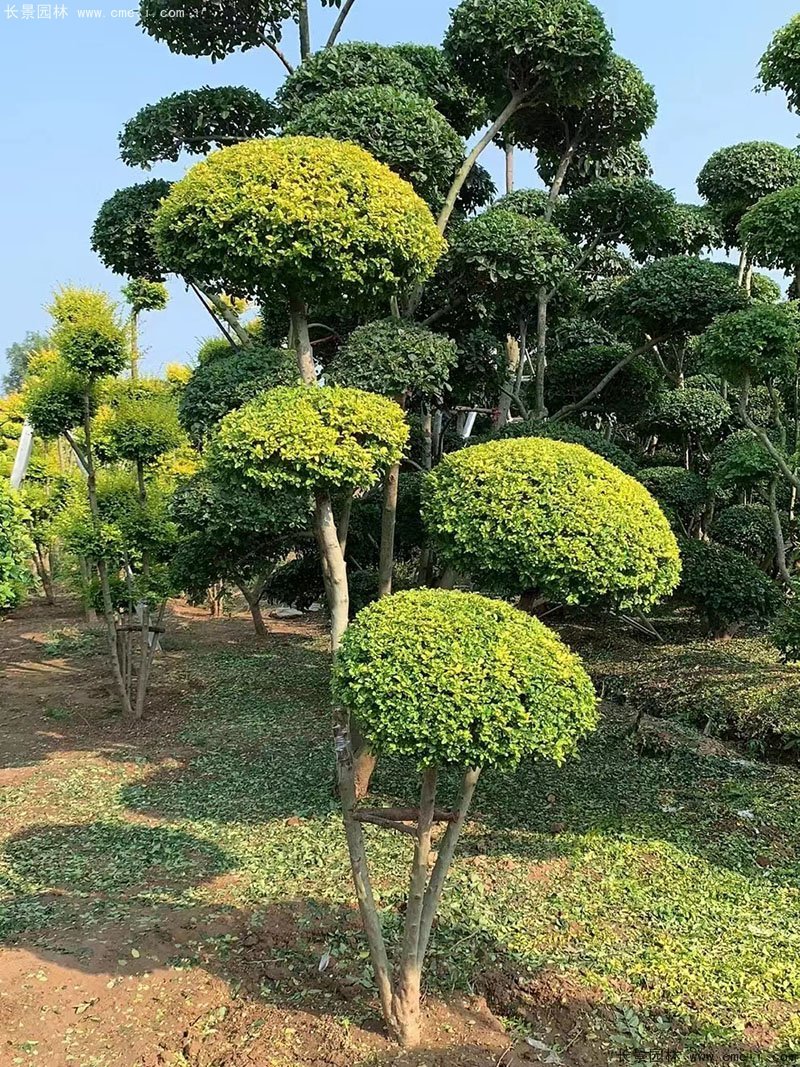 亮晶女貞造型樹(shù)庭院樹(shù)金色高檔高貴苗木