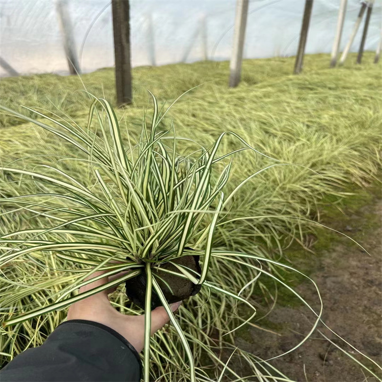 金葉苔草 來(lái)自長(zhǎng)景園林