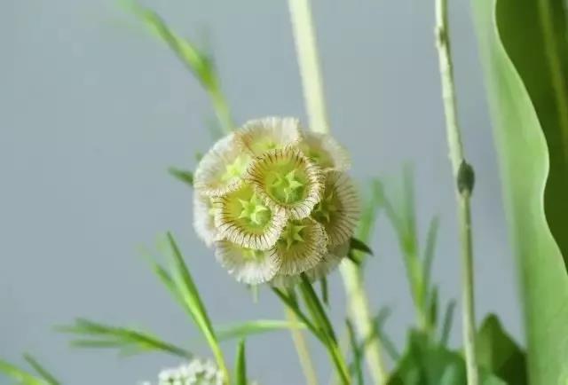 輪峰菊的形態(tài)特征、生長(zhǎng)習(xí)性及種植方法