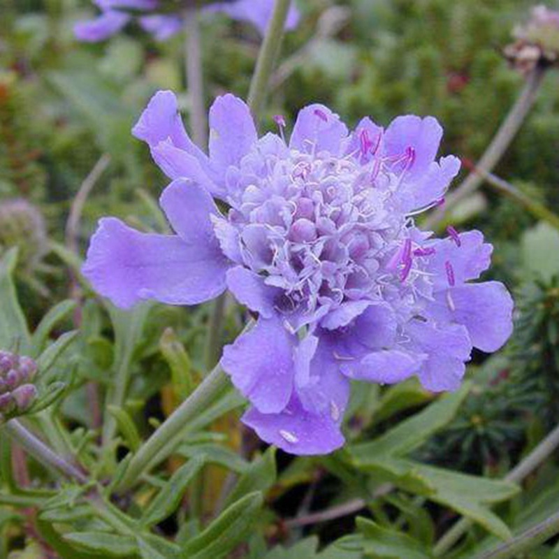 輪峰菊的形態(tài)特征、生長(zhǎng)習(xí)性及種植方法