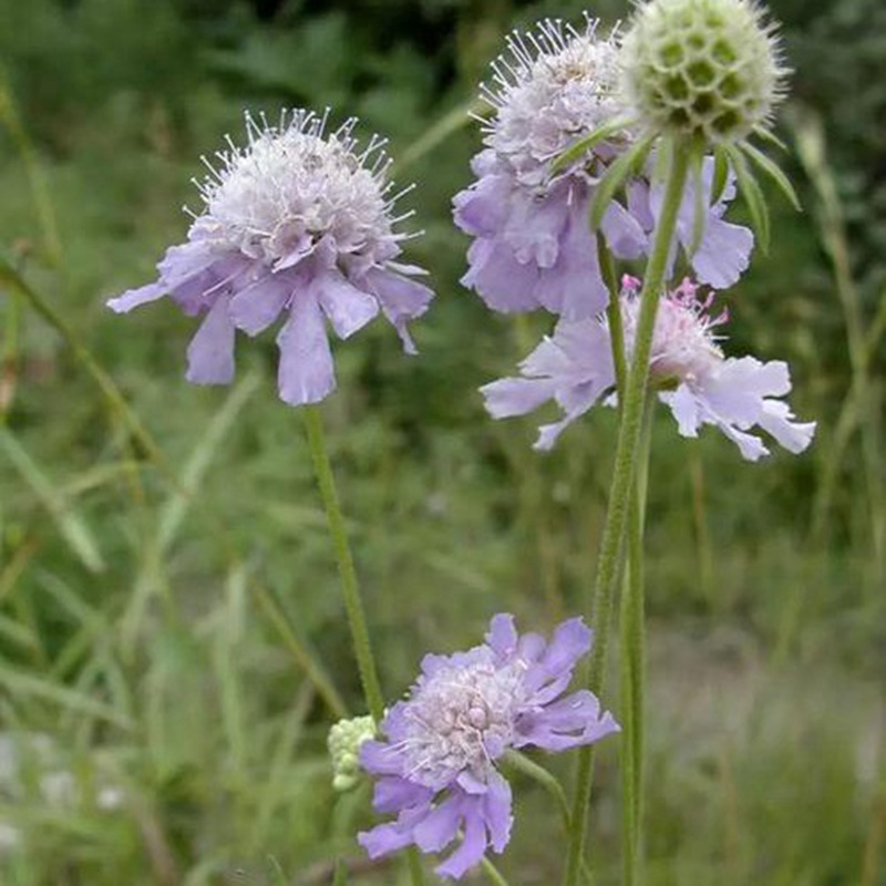 輪峰菊的形態(tài)特征、生長(zhǎng)習(xí)性及種植方法